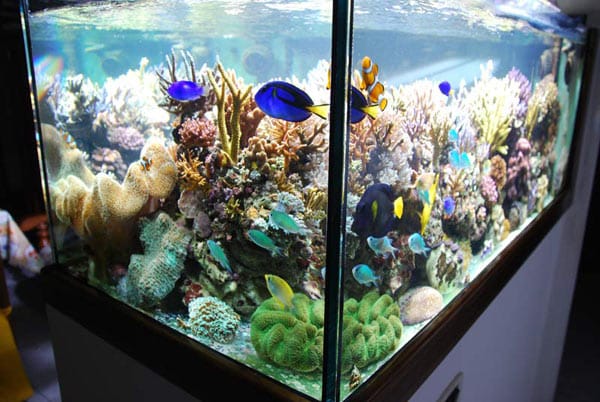 acquario di salvatore ragona