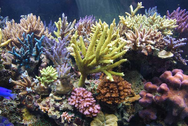 acquario di salvatore ragona