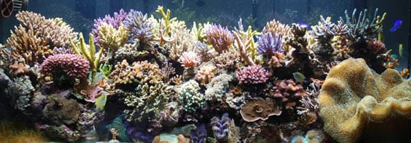 acquario di salvatore ragona