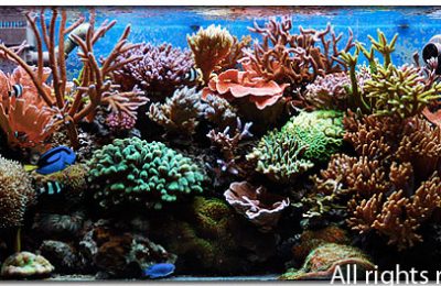 acquario di Simone Sandonati