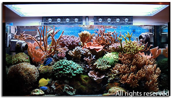 acquario di Simone Sandonati acquario di Simone Sandonati