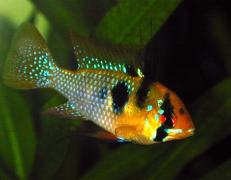 Michrogeophagus ramirezi