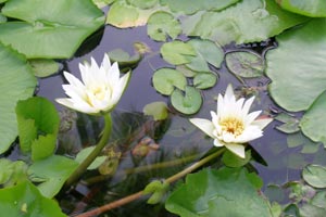 fiore loto laghetto giardino