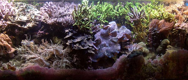 acquario di Maurizio Manili