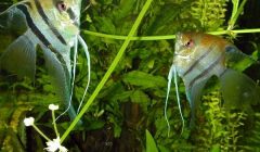 Pterophyllum Scalare Riproduzione