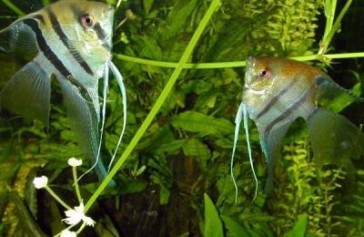 Pterophyllum Scalare Riproduzione