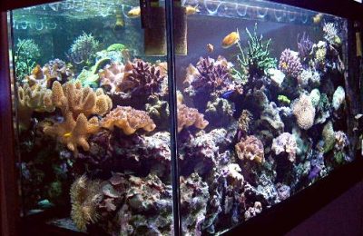 acquario di Giorgio Lautone