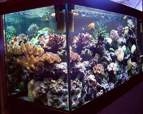 acquario di Giorgio Lautone acquario di Giorgio Lautone