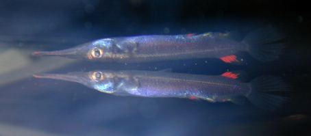 maschio del pesce Dermogenys Pusillus