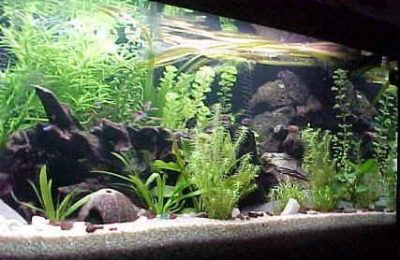 L'acquario di Ferdinando Matteoli