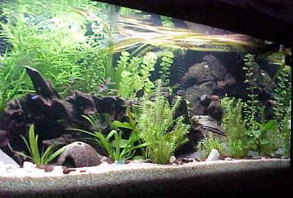 L'acquario di Ferdinando Matteoli