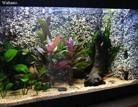 sfondo 3D per acquario