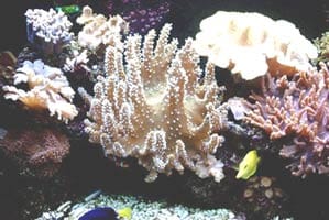 acquario di Giancarlo Molendini