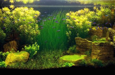 acquario di Edoardo Rocchi