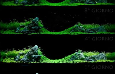 Aquascaping