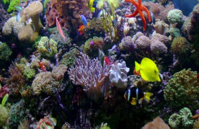 L'acquario di Fulvio Roman