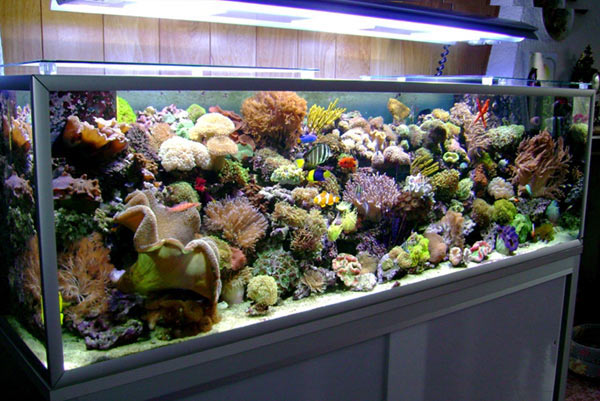 Plafoniere Hqi Per Acquario Marino : Lampade hqi per acquario marino plafoniera