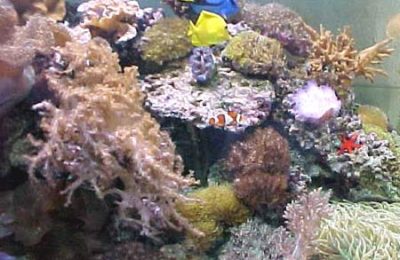 L'acquario di Germano