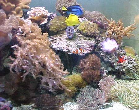 L'acquario di Germano