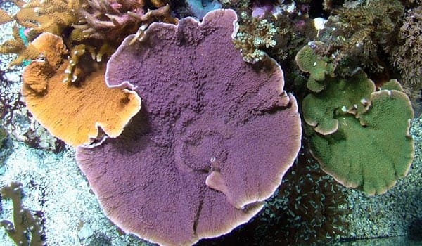  acquario di Stefano Cesati