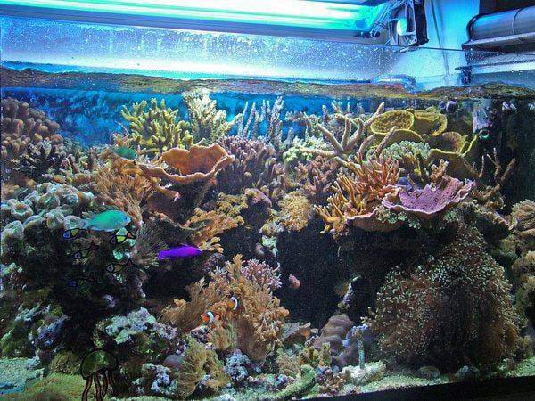  acquario di Stefano Cesati