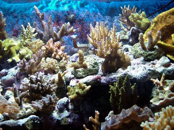  acquario di Stefano Cesati