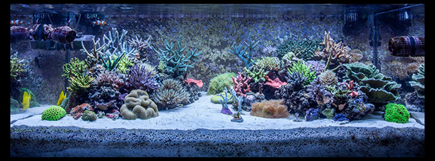 acquario di Simone Salvatori