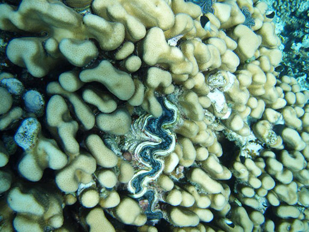 Tridacne Tridacne