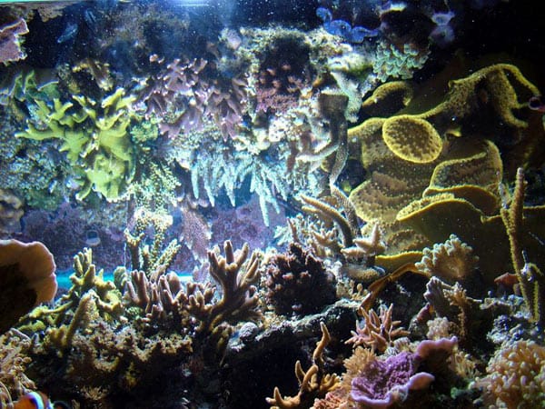  acquario di Stefano Cesati