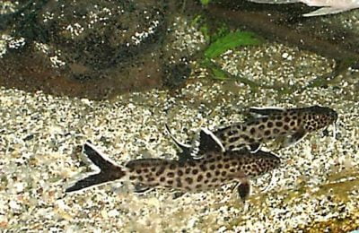 Synodontis petricola