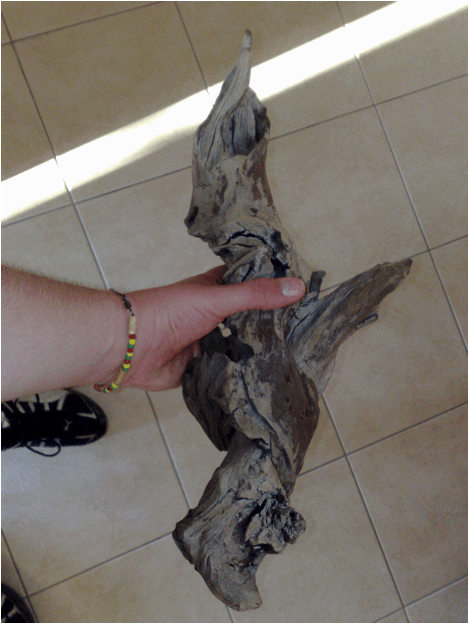 Allestimento acquario per Ciclidi nani Acquario per Ciclidi nani