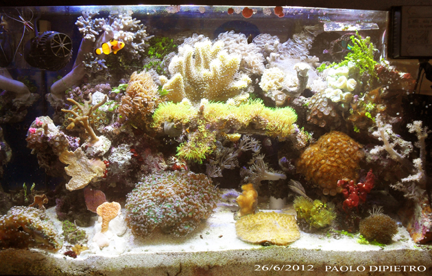 Plafoniera Led Fai Da Te Acquaportal : Plafoniera led nano reef fai da te: ceab slide in