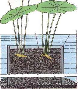 piante laghetto artificiale