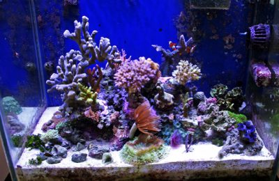 L'acquario di Maurizio Biso