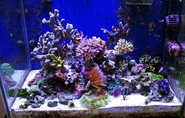 L'acquario di Maurizio Biso