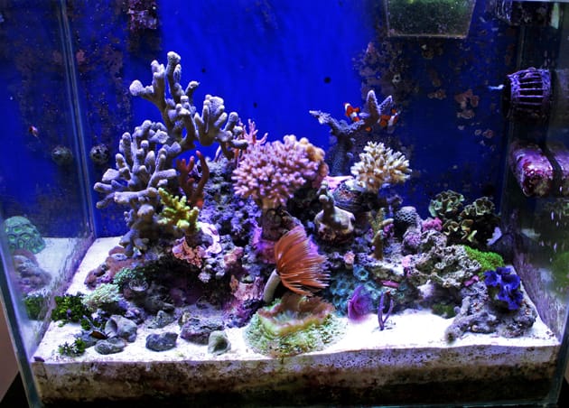 L'acquario di Maurizio Biso