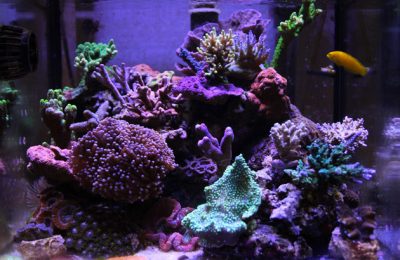 L'acquario di Cardo Ferri