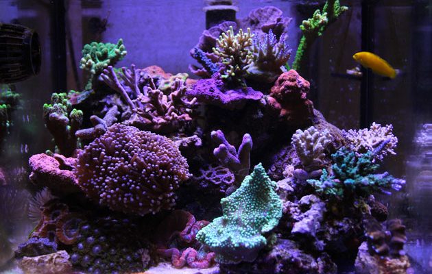 L'acquario di Cardo Ferri