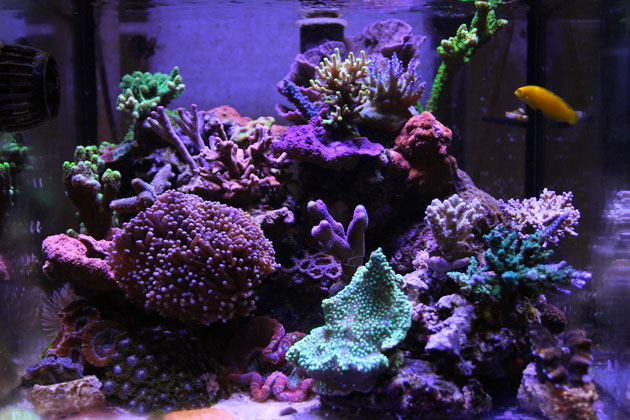 L'acquario di Cardo Ferri