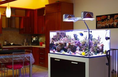 fotografia in acquario