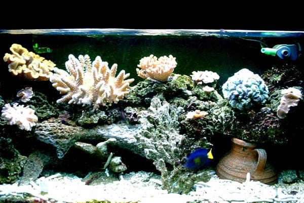 acquario di Giancarlo Molendini