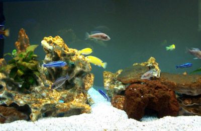 acquario di Carmelo Parisi