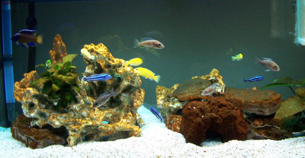 acquario di Carmelo Parisi