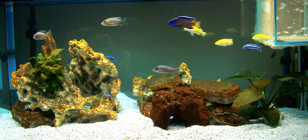 acquario di Carmelo Parisi