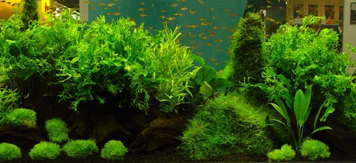 Quante piante in un acquario. – Acquari blog