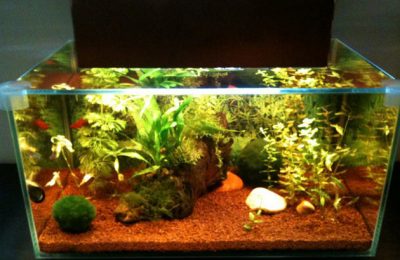 Fluval Edge: modifica