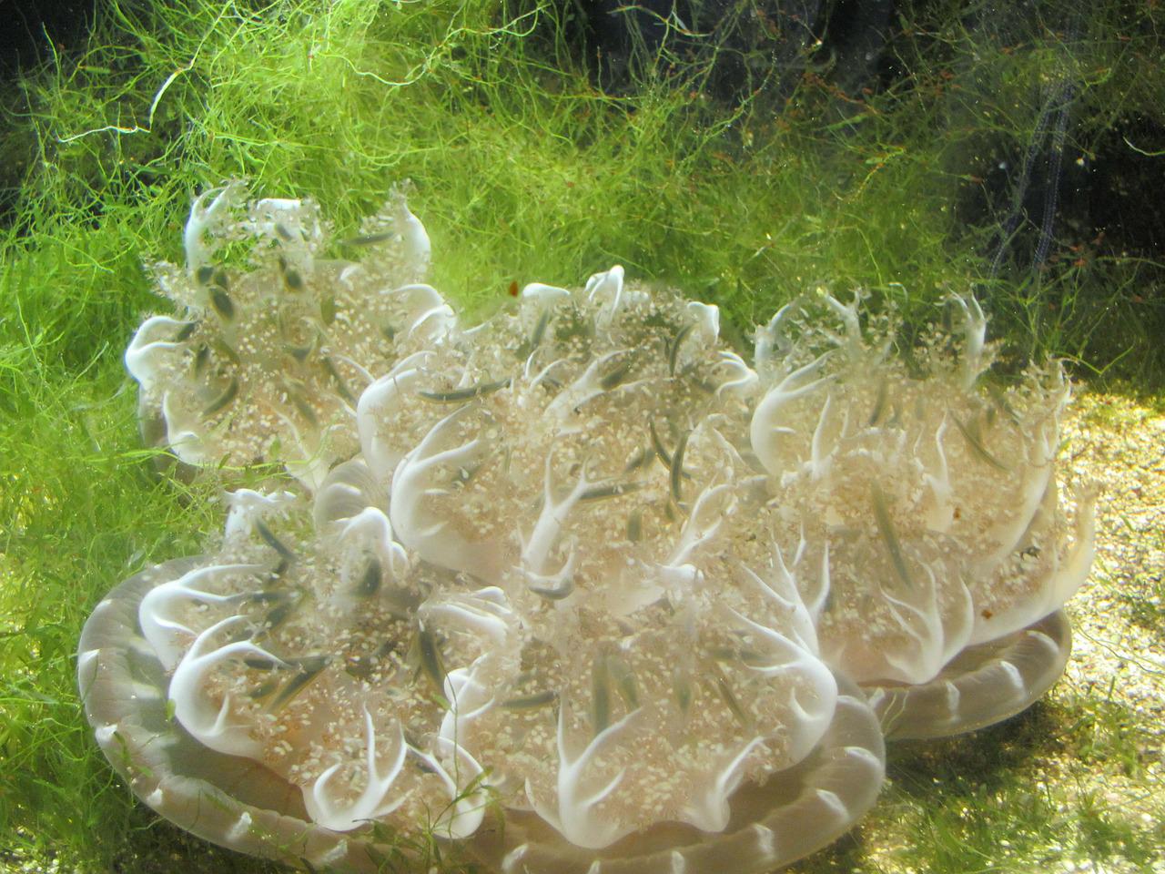 Bheema Acquario di plastica verde Alghe Moss palla decorazione per Fish Tank 