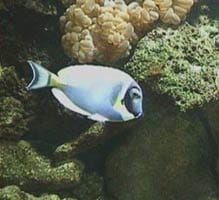 acquario di Giuseppe Sparacino