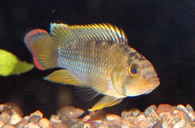 Apistogramma Njsseni