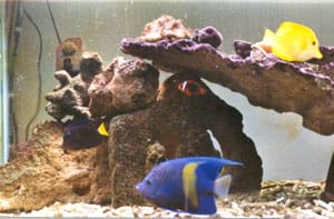 acquario di Gianluca Olivieri